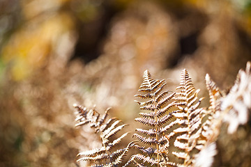 Image showing Beautyful brown ferns leaves in sunlight.