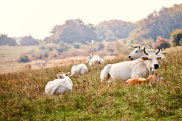 Image showing Cows lying on grass at the meadow.