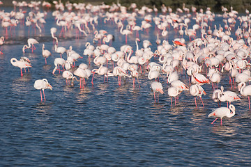 Image showing Flock of adorable pink flamingos