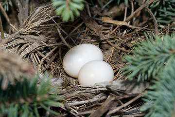 Image showing Mourning Dove Eggs