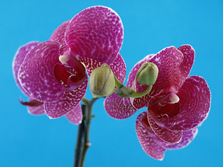 Image showing Purple Orchid over Blue Background