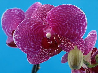 Image showing Orchid over Blue Background