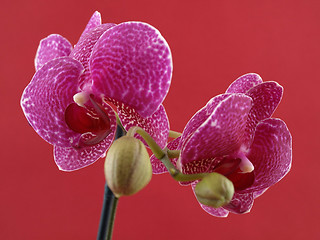 Image showing Phalaenopsis Orchid