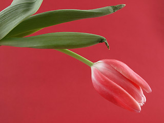 Image showing Pink Tulip