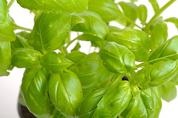 Image showing Basil in pot