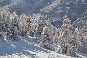 Image showing Winter Landscape