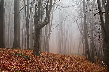 Image showing Autumn Forest Fog