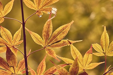 Image showing Autumn tree leaves