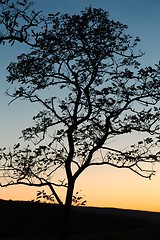 Image showing Bare trees silhouettes