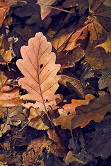 Image showing Fallen autumn leaves