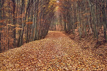 Image showing Autumn forest path