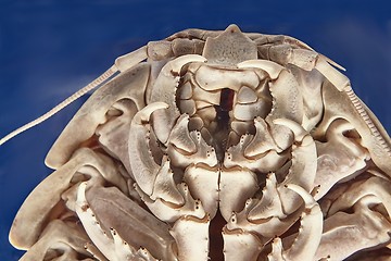 Image showing Giant isopod detail