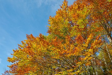 Image showing Autumn tree leaves