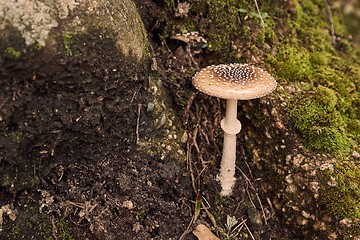 Image showing Mushroom growing in a forest