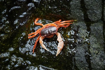 Image showing Japanese Freshwater Crab