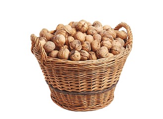 Image showing Collecting walnuts in a basket