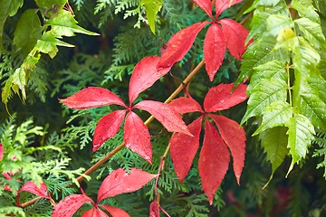 Image showing Red leaves ofa climbing plant