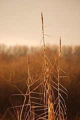 Image showing Reed on the lakeside