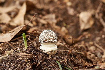 Image showing Mushroom growing in a forest