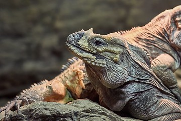 Image showing Iguana resting position