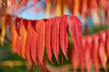 Image showing Leaves of autumn