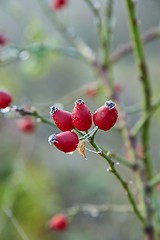 Image showing Rosehips herb closeup