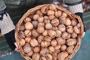 Image showing Collecting walnuts in a basket