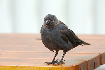 Image showing Young crow on a table