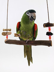 Image showing Macaw on a Perch