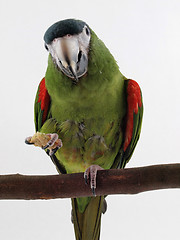 Image showing Noble Macaw on Perch