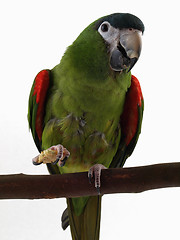 Image showing Miniature Noble Macaw with Cracker