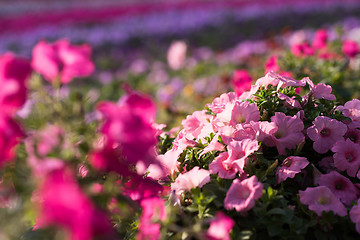 Image showing Dubai miracle garden