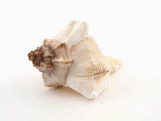 Image showing Seashell on White