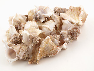 Image showing Shells on White