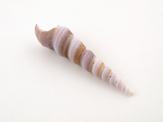 Image showing Pointy Shell