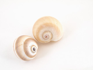 Image showing Sea Snail Shells