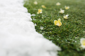 Image showing Meeting snow on green grass close up - between winter and spring concept background