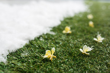 Image showing Meeting snow on green grass close up - between winter and spring concept background