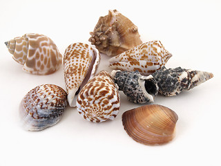 Image showing Sea Shells on White