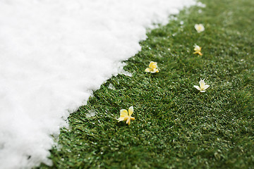 Image showing Meeting snow on green grass close up - between winter and spring concept background