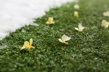 Image showing Meeting snow on green grass close up - between winter and spring concept background