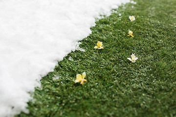 Image showing Meeting snow on green grass close up - between winter and spring concept background