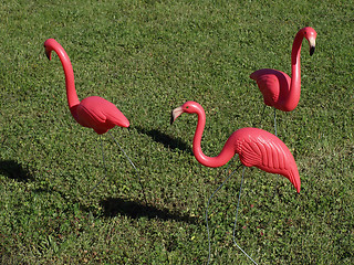 Image showing Three Pink Flamingos