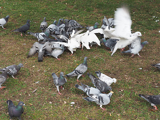 Image showing Pigeon bird animal