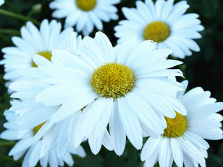 Image showing Wild Daisies