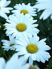 Image showing Daisies
