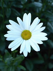 Image showing Daisy