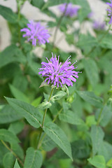 Image showing Wild bergamot