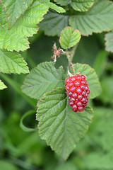 Image showing Raspberriy