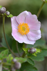 Image showing Japanese anemone